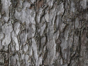 Full frame shot of tree trunk