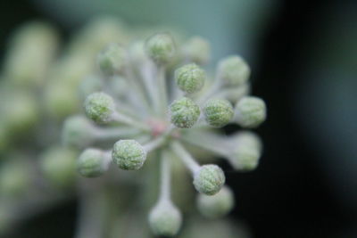 Close-up of small flower growing outdoors