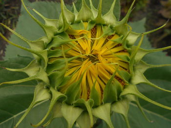 Close-up of yellow flower