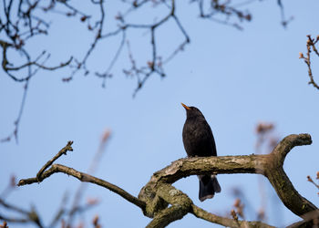 Low angle view of bird perching on branch