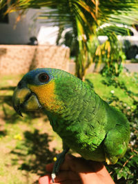 Parrot in a hand