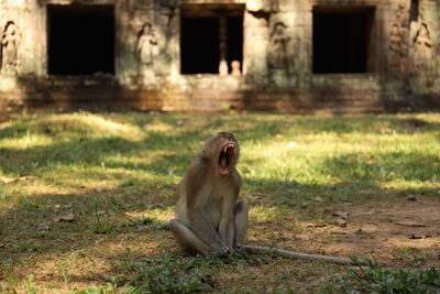 Monkey sitting on a field