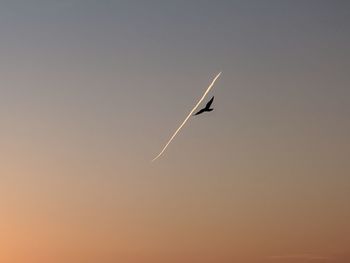 Low angle view of bird flying in sky