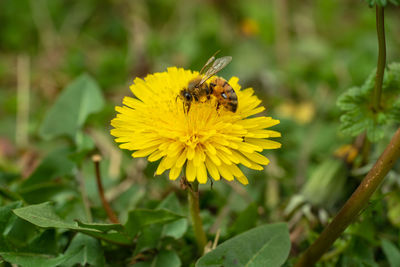 Close-up of bee on yellow flower