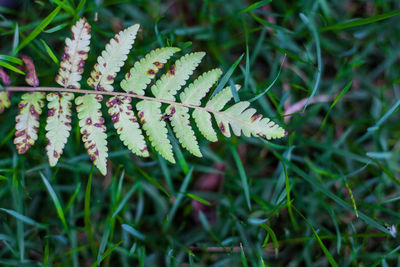 Close-up of fresh green leaves on field
