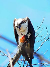 Low angle view of bird against clear sky