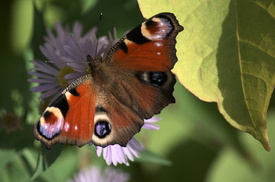 Close-up of butterfly on purple flower