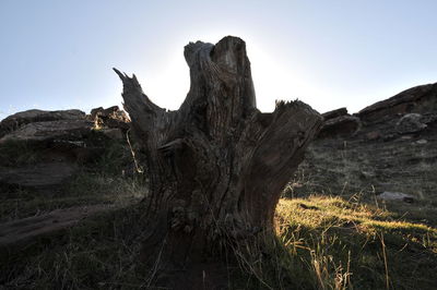 Dead tree on field against clear sky