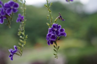 Close-up of insect on purple flowers