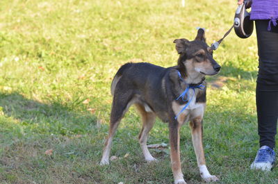 Low section of dog standing on field