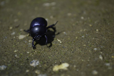 Close-up of black insect