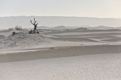 0336 desert poplar-populus euphratica tree-taklamakan desert-diffuse light of dawn. xinjiang-china.