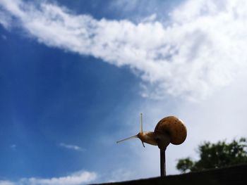 Snail against blue sky and clouds