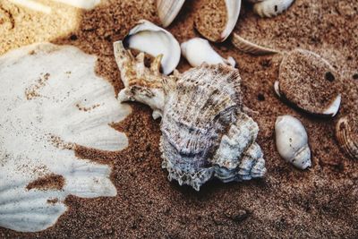 High angle view of shells on sand