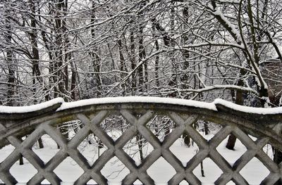 Close-up low angle view of tree