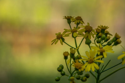 Close-up of plant against blurred background