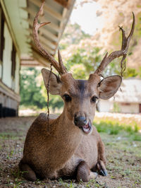 Portrait of deer
