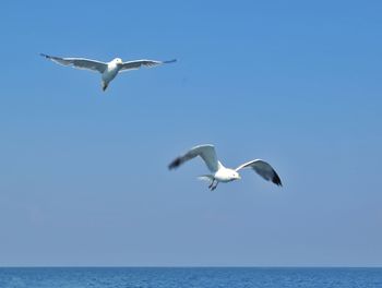 Low angle view of bird flying over sea against clear sky