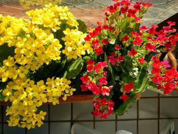 Close-up of yellow flowers