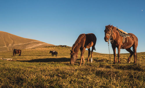 Horses on a field