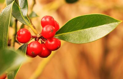 Close-up of red berries growing on tree