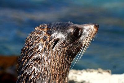 Close-up of seal looking away