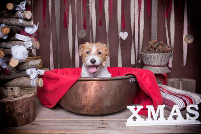 Portrait of dog sitting on container by christmas decorations on table