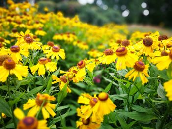 Close-up of yellow flowers