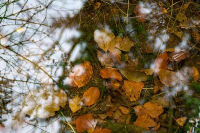 Close-up of autumn leaves on tree