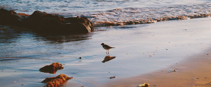 Birds perching on shore during sunset