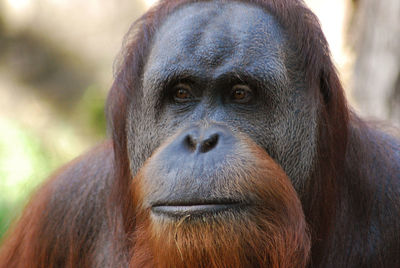 Close-up portrait of a gorilla against blurred background