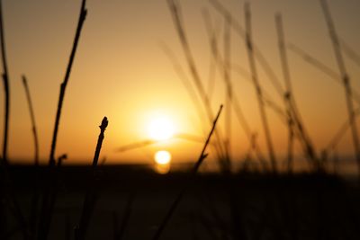 Silhouette of stalks in field against sunset sky