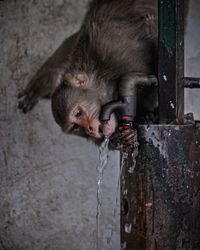 Close-up of monkey drinking water