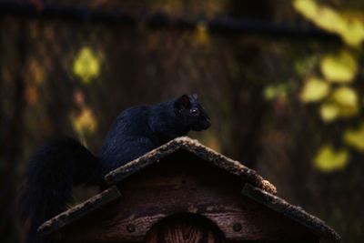 Close-up of lizard on wood