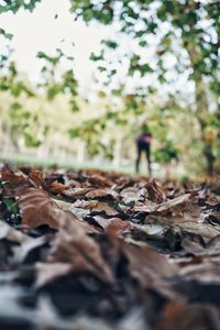 Dry leaves on tree during autumn