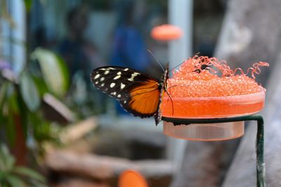 Close-up of butterfly on orange leaf