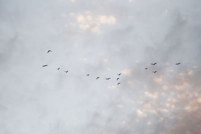 Low angle view of birds flying in sky