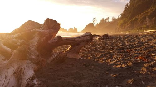 Driftwood at beach during sunset