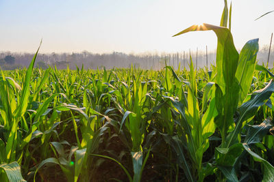 Crops growing on field against sky