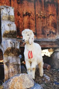 Dog looking away while sitting on rock