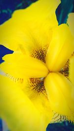 Close-up of yellow flowering plant