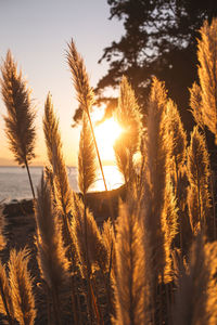 Close-up of stalks against sky during sunset