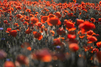 Vivid poppy