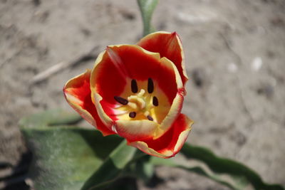 Close-up of red rose flower