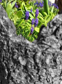 Close-up of purple flowers