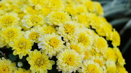 Close-up of yellow flowering plants