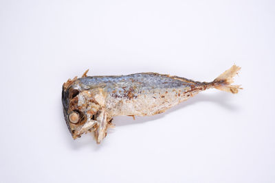 Close-up of dead fish against white background
