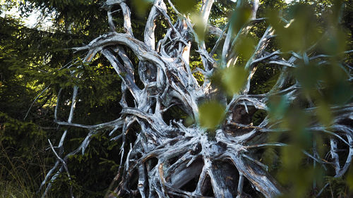 Low angle view of trees growing in forest