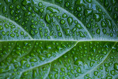 Full frame shot of wet leaves