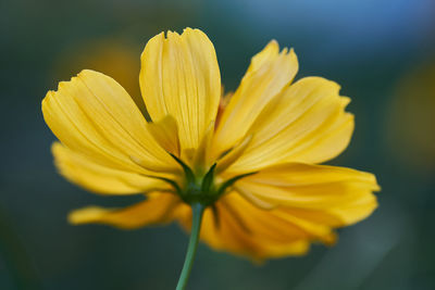 Close-up of yellow flower